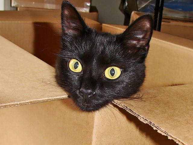 Kitty in a box.
